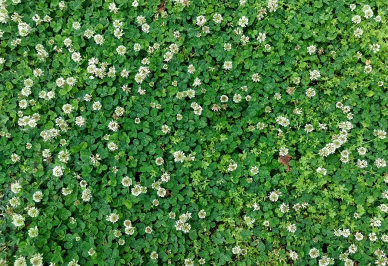 Removing clover from deals lawn